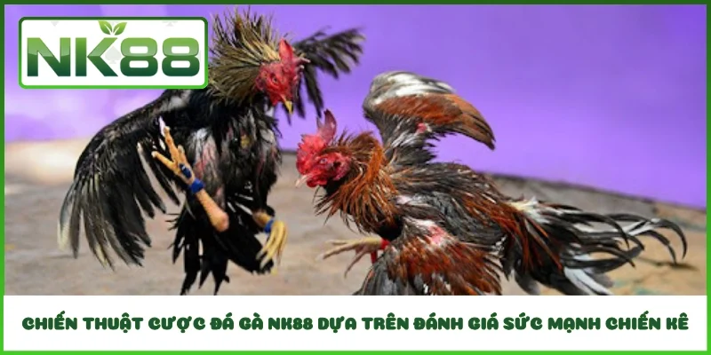 Chiến thuật cược đá gà NK88 dựa trên đánh giá sức mạnh chiến kê