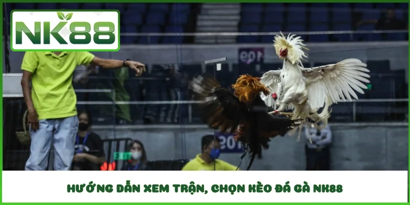 Hướng dẫn xem trận, chọn kèo đá gà NK88