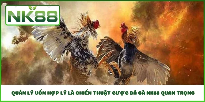 Quản lý vốn hợp lý là chiến thuật cược đá gà NK88 quan trọng