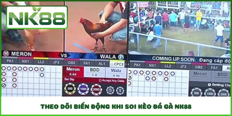 Theo dõi biến động khi soi kèo đá gà NK88